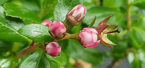 Escallonia  'Apple Blossom'